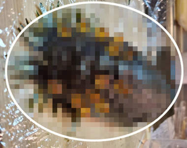 《妹妹自製的王蟲壽司》原本喜歡鮭魚卵的兒子，該不會從此討厭鮭魚卵吧ww