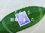 網友實驗《郵票樹葉寄信》寫好地址拿到郵局不知道櫃台會不會傻眼 網友實驗《郵票樹葉寄信》寫好地址拿到郵局不知道櫃台會不會傻眼