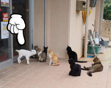 《貓群裡的白色身影》遠看以為新來的貓咪,近看才發現竟然是羊咩咩!?