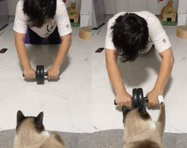 偷懶禁止《貓貓健身教練》運動過程得確實嚴厲是為了你好