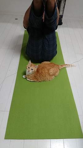 偷懶禁止《貓貓健身教練》運動過程得確實嚴厲是為了你好 | 宅宅新聞