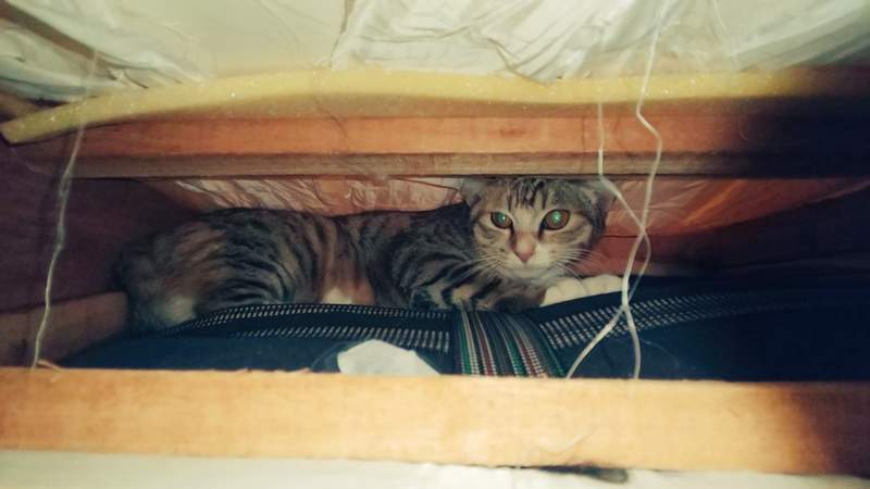 圖片9 《貓咪面對搬家時的反應》飼主焦急找不到貓,結果竟然和壁櫥完全融為一體ww | 宅宅新聞