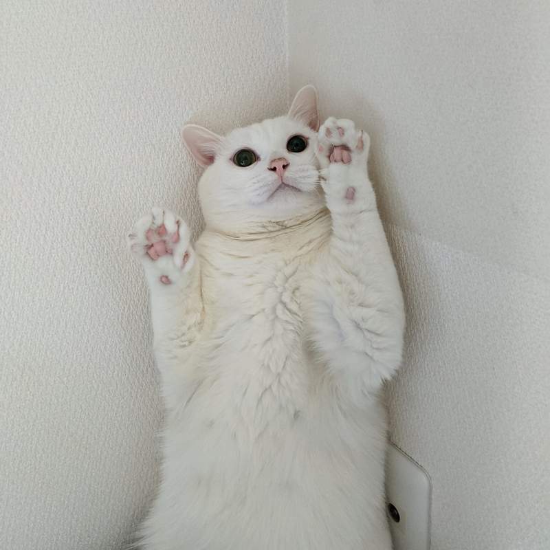 圖片14 《貓咪面對搬家時的反應》飼主焦急找不到貓,結果竟然和壁櫥完全融為一體ww | 宅宅新聞