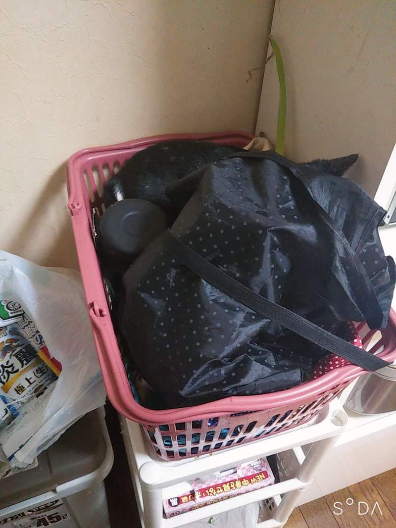 圖片17 《貓咪面對搬家時的反應》飼主焦急找不到貓,結果竟然和壁櫥完全融為一體ww | 宅宅新聞