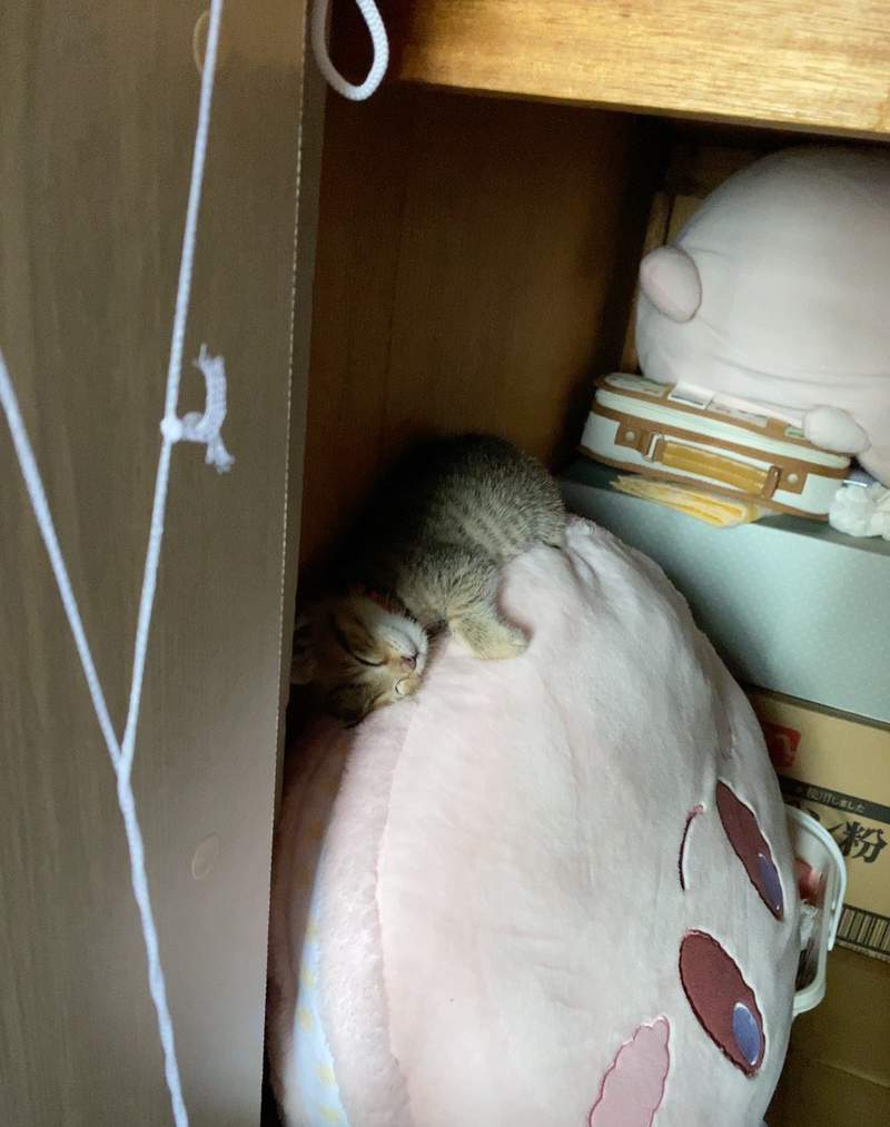 圖片18 《貓咪面對搬家時的反應》飼主焦急找不到貓,結果竟然和壁櫥完全融為一體ww | 宅宅新聞