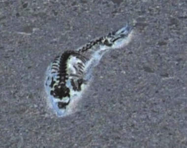 【有片】冰山融化顯現《南極神秘駭骨》讓人好奇它是恐龍還是海豹呢？