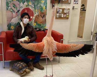 《去動物咖啡廳被紅鶴求愛》情報量過多的一張,意外的珍奇體驗笑翻滑過的推民ww