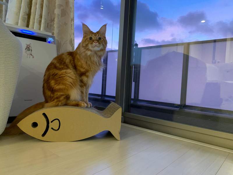繪師創作《貓貓擬人》跳躍起來的懸浮模樣真的傳神又可愛 | 宅宅新聞