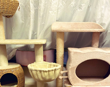 《無視貓塔的貓們》明明貓塔就在眼前卻空無一貓，再次證明紙箱魅力大於貓塔的定律ww