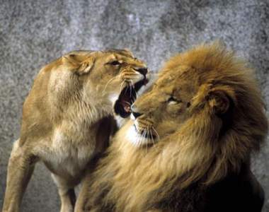 嘴角失守《很難忍住不笑的GIF》真正的百獸之王應該是母獅才對吧