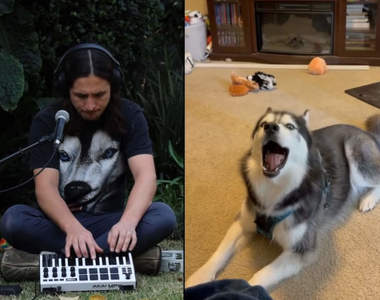 《哈士奇神奇混音》音樂家配上旋律音樂整個都好聽了起來