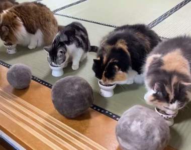 《貓毛球》飼主收集3年份梳毛掉下的貓毛,成就這一貓一球的可愛光景❤
