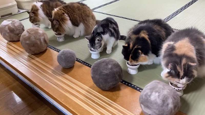圖片5 《貓毛球》飼主收集3年份梳毛掉下的貓毛,成就這一貓一球的可愛光景❤ | 宅宅新聞