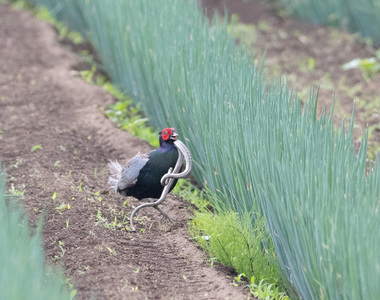 《日本網友直擊雉雞捕蛇》證實古人畫畫不是隨便畫 終於知道為什麼桃太郎要帶牠上路了