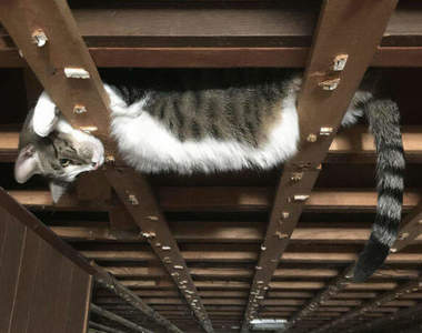 各種《趴在天花板上看人的貓》娘子~快跟牛魔王出來看上帝