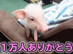 youtube頻道《100天後會被吃的豬》這樣每看一集都代表是倒數計時嗎 youtube頻道《100天後會被吃的豬》這樣每看一集都代表是倒數計時嗎