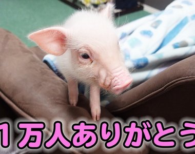 youtube頻道《100天後會被吃的豬》這樣每看一集都代表是倒數計時嗎