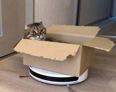 【有片】《乘坐掃地機器人的貓》意外的＂翻車事故＂可愛到我連按播放鍵停不下來❤