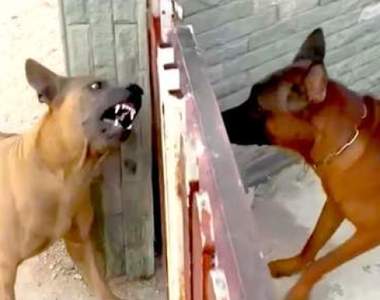 獨特的《汪星人嗆人方式》鐵門關上就是敵人，拉開瞬間變成好哥們