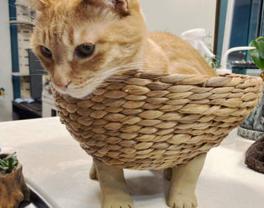 《竹籃裝上貓腳的結果》貓趁沒人偷跑進去,意外成就貓四肢突破籃子的構圖ww
