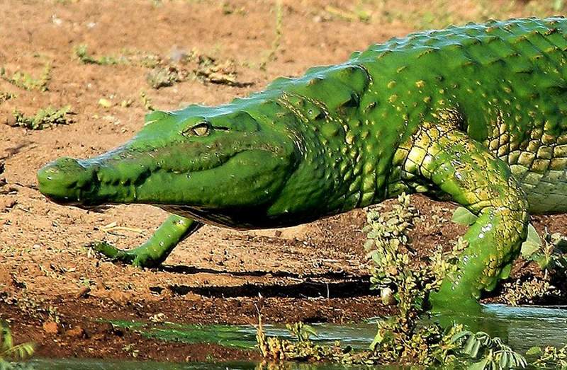 《鱷魚不是綠色問題》小孩畫出灰色鱷魚嚇壞爸爸 大人怎麼會認為鱷魚是綠色呢？ | 宅宅新聞