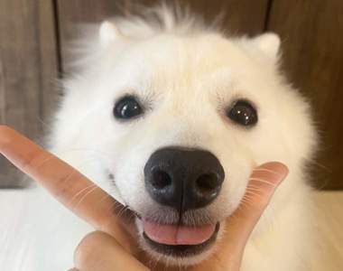 《會跟著照片擺POSE的狗狗》破300萬次觀看POPO神犬超受網友喜愛