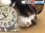 《日本第一貓時鐘揭幕》和歌山電鐵紀念小玉站長 希望可以幫助乘客打起精神喵 《日本第一貓時鐘揭幕》和歌山電鐵紀念小玉站長 希望可以幫助乘客打起精神喵