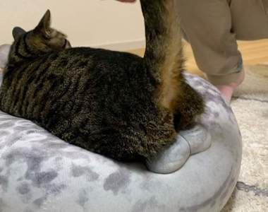 把抱枕當坐墊《趴在海豹身上的貓》怎麼那個位置這麼像蛋蛋OMG