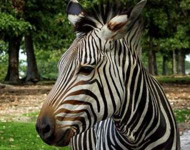 料想之外《斑馬的叫聲》還以為會跟馬一樣結果差很大XD