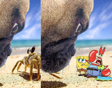 PS改圖大賽《沙灘上的狗與螃蟹》各路大神發揮創意每張P圖都超有梗