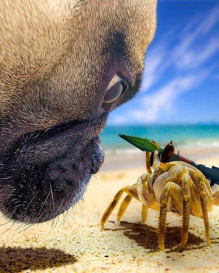 PS改圖大賽《沙灘上的狗與螃蟹》各路大神發揮創意每張P圖都超有梗 | 宅宅新聞