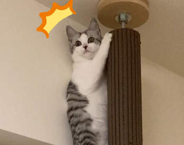 《貓咪遇到地震的反應》情人節前夕突來的強震,各家貓咪的震後反應撫慰了大家受驚的心情...