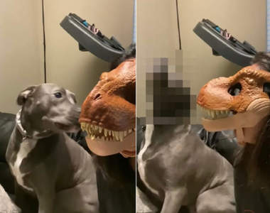 《戴上恐龍面具逗毛孩》是主人還是恐龍？狗狗的反應太逗了XD