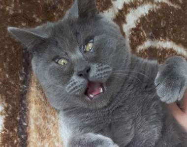 《天生自帶表情包的貓貓》每張照片配上設計對白都能成為迷因圖