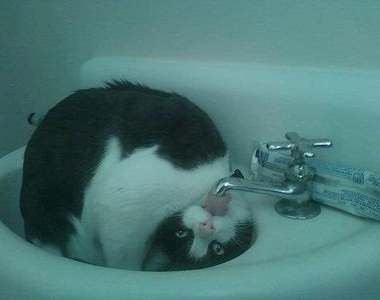 《可以嚇死主人的毛孩照片》差一點被自己的寵物驚到心臟麻痺