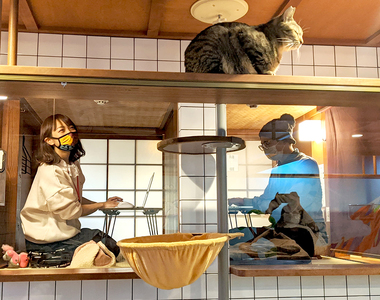 《不受貓干擾的遠距工作空間》貓咖啡廳提供能邊賞貓邊遠距工作的全新服務