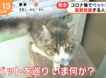 《疫情下的養寵物熱潮》飼主爆增棄養也爆增 疫情過後取消在家上班又有一波棄養潮? 《疫情下的養寵物熱潮》飼主爆增棄養也爆增 疫情過後取消在家上班又有一波棄養潮?
