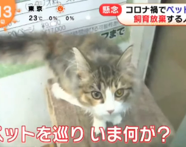 《疫情下的養寵物熱潮》飼主爆增棄養也爆增 疫情過後取消在家上班又有一波棄養潮?