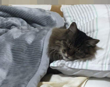 《關心老家貓咪近況的結果》原本掛心老家貓的狀況,一張照片秒懂這貓多有元氣ww