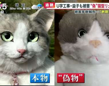 《盜版貓咪背包之亂》長相天差地遠的劣質仿冒品橫行網路 連知名搞笑藝人都受騙上當