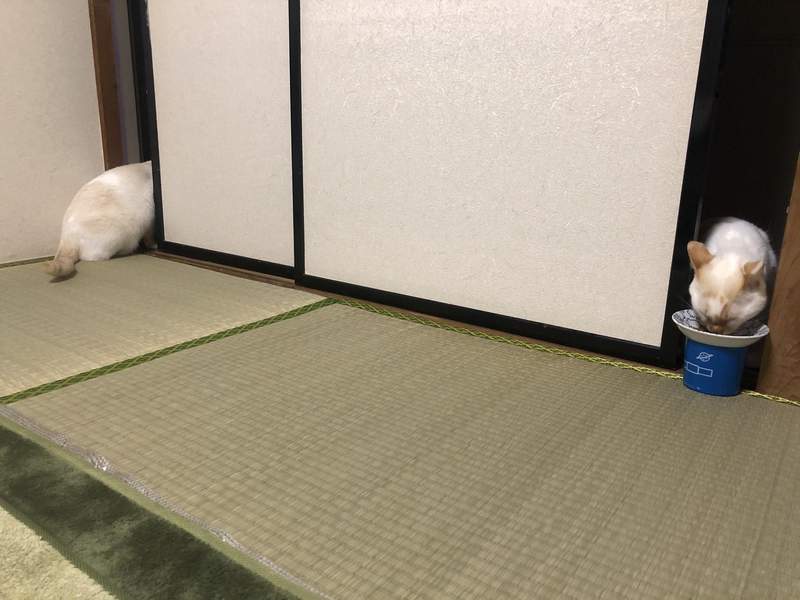 圖片19 《你竟然能拍到這種貓大賽》日常捕捉到喵的奇蹟瞬間,貓之日這天全部曬出來分享❤ | 宅宅新聞