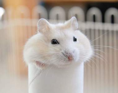 《內心髒髒才看錯的畫面》眼前不是倉鼠嗎？我還以為是...