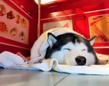 模擬搶案《珠寶店爆睡哈士奇》午休時間什麼打劫幹嘛的不要叫醒我