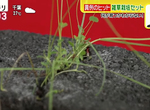 《雜草栽培組》疫情下爆紅的療癒系盆栽 不知道會長出什麼反而充滿驚喜 《雜草栽培組》疫情下爆紅的療癒系盆栽 不知道會長出什麼反而充滿驚喜