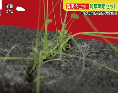 《雜草栽培組》疫情下爆紅的療癒系盆栽 不知道會長出什麼反而充滿驚喜