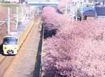 《櫻花×幸福電車的浪漫合演》鏡頭意外捕捉到的車掌反應,可愛到湧入25萬人按讚❤ 《櫻花×幸福電車的浪漫合演》鏡頭意外捕捉到的車掌反應,可愛到湧入25萬人按讚❤