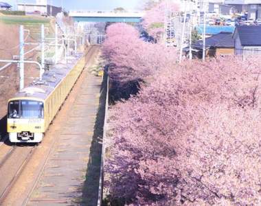 《櫻花×幸福電車的浪漫合演》鏡頭意外捕捉到的車掌反應,可愛到湧入25萬人按讚❤