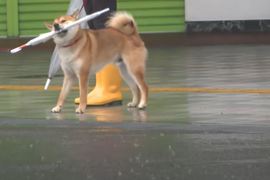 下雨天出門散步《一定要帶傘的狗》什麼情況才會把傘放下？