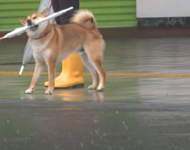 下雨天出門散步《一定要帶傘的狗》什麼情況才會把傘放下？