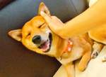 我要打十個《會打詠春的柴犬GARU》超高速出掌技巧快到肉眼都無法跟上惹 我要打十個《會打詠春的柴犬GARU》超高速出掌技巧快到肉眼都無法跟上惹